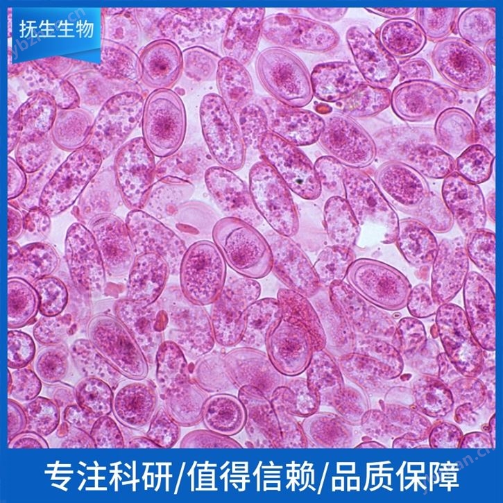 猪肝实质细胞永生化说明书