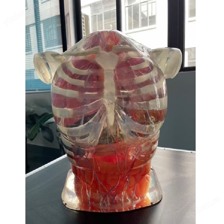 超聲檢查訓練體模