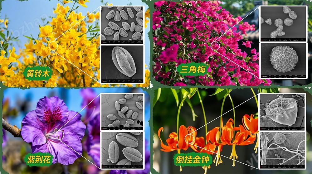 4nm空间分辨率扫描电镜