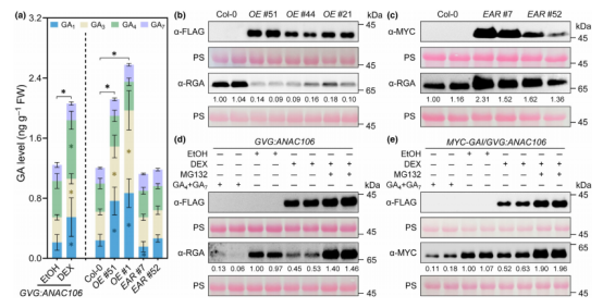 New Phytologist（IF=8.1）|DAP-seq助力解析拟南芥雄性育性调控网络