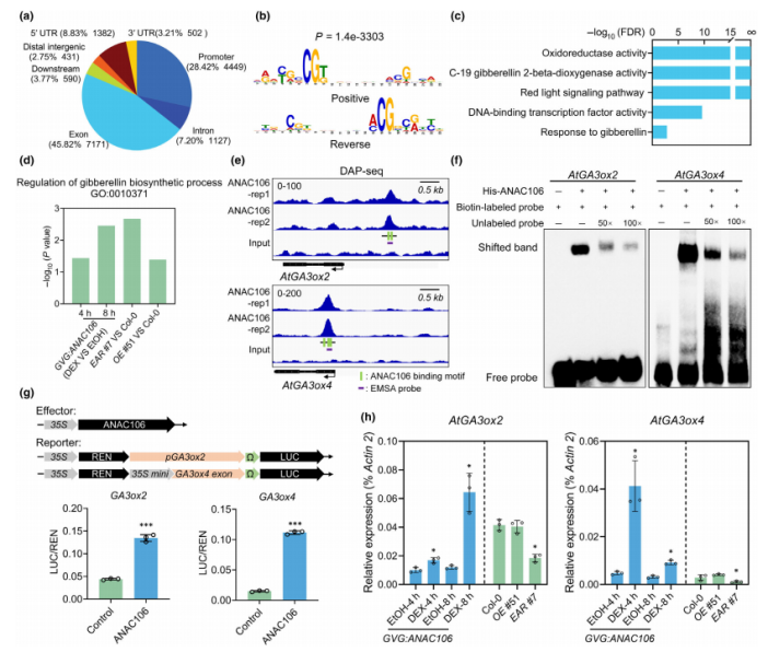 DAP-seq实用研究思路助力植物转录调控研究