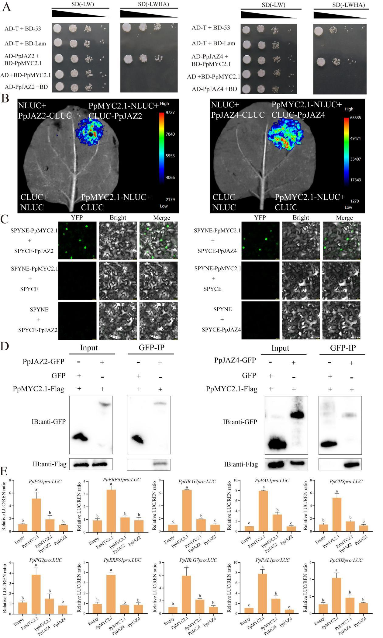 Horticulture Research| DAP-seq技术助力揭示MeJA缓解桃果实冷害的分子机制