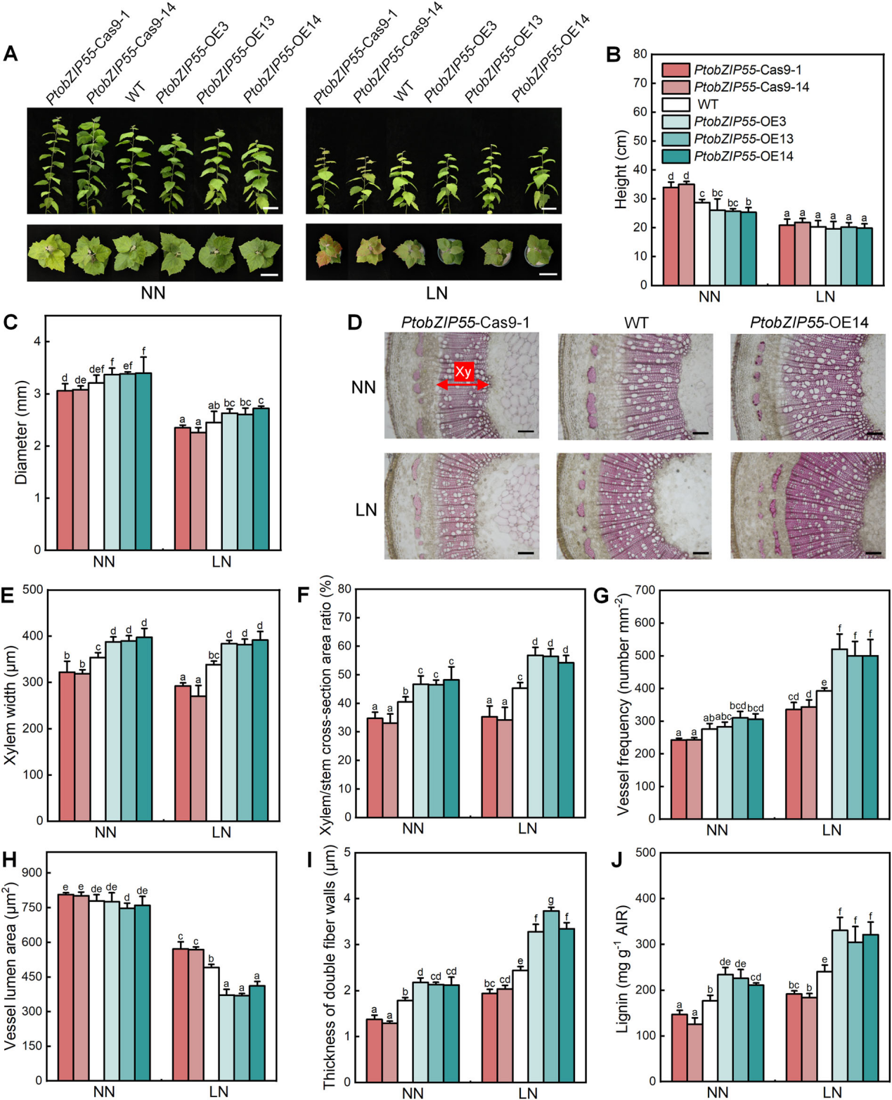 DAP-seq技術助力揭示低氮脅迫下毛白楊木材形成的分子調控機制