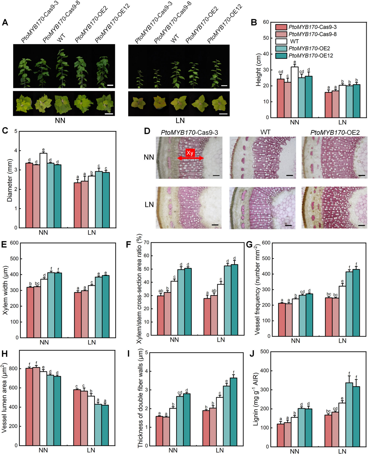 DAP-seq技術助力揭示低氮脅迫下毛白楊木材形成的分子調控機制