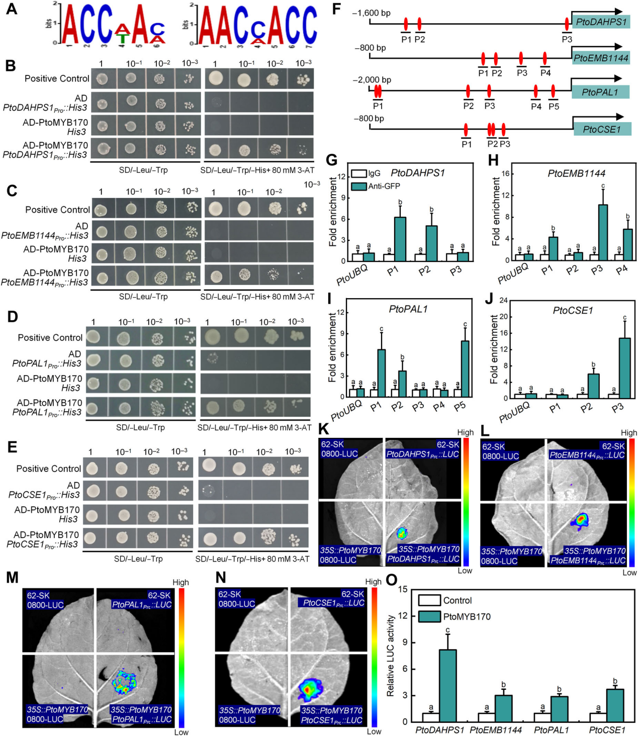 DAP-seq技術助力揭示低氮脅迫下毛白楊木材形成的分子調控機制